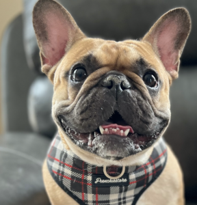 Meet Luna!

Our girl Luna is the start of it all.  She is a fawn with black mask three-year-old French Bulldog.  Her temperament is just the sweetest!  She loves long Netflix and cuddle sessions, puppucinos at Starbucks, and bones, bones, BONES! 
